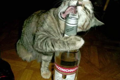 Funny Images Wallpapers Download