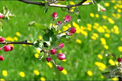 1366x768 Wallpapers Apple Tree Blossom Wallpaper Backgrounds