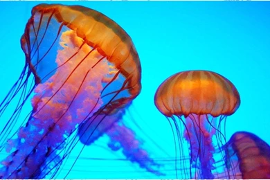 Jellyfish Wallpapers   Android Apps On Google Play