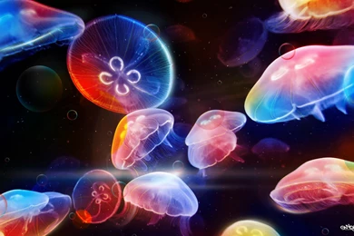 Jellyfish Wallpapers   Wallpapers Cave
