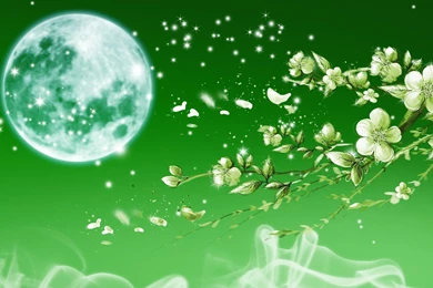 Apple Blossoms Green HD Desktop Wallpapers : Widescreen : High ...