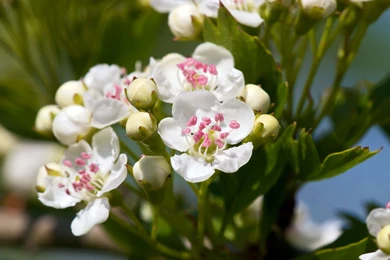 Desktop Photos Of Apple Blossoms Wallpapers