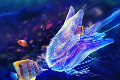 Jellyfish Wallpapers Wallpapers Cave