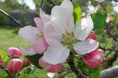 Apple Blossom Wallpapers 44472 HD Wallpapers