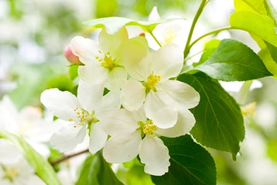 Desktop Hd Green Apple Blossom Images