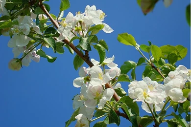 Apple Blossom Blossom AppleBlossom – Nature Flowers HD Desktop ...