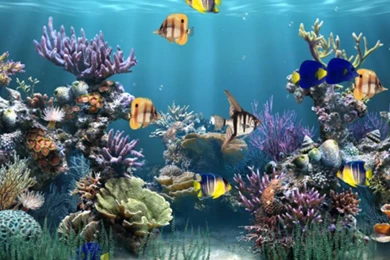 Wallpapers Animation