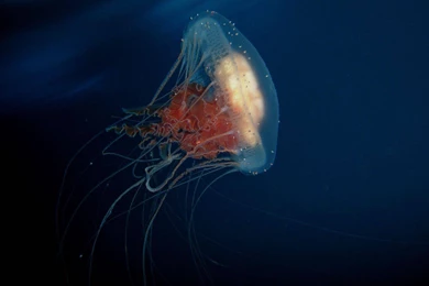 Jellyfish Wallpapers [2]   (