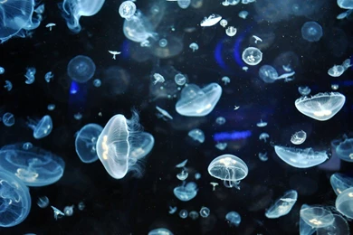 Jellyfish Luminiscence Underwater Wallpapers