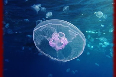 Jellyfish Wallpapers   Android Apps On Google Play