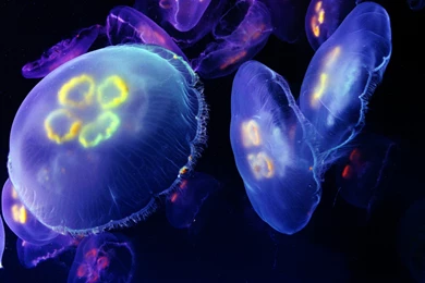 Jellyfish Wallpapers, Jellyfish Desktop Wallpapers