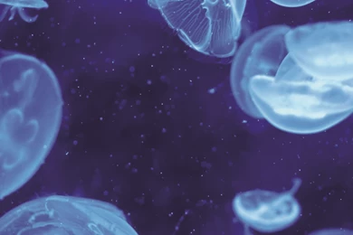 Blue Jellyfish Bioluminescence iPhone 6 Plus HD Wallpapers / IPod ...