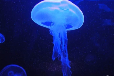 Jellyfish Wallpapers   Animals Town