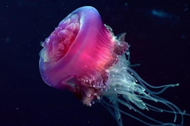 Jellyfish Wallpapers