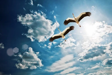 Beautiful Birds Wallpapers Free Download