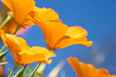 IOS 7 Wallpapers Parallax 37