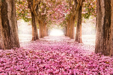 Park Alley Road Sakura Bloom Tree Flower Pink Nature HD Wallpapers