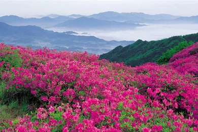 Pink Wildflowers Nature Desktop Wallpapers   1920x1200 Wallpapers ...