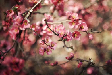 Branches Spring Flowers Pink Nature Hd Wallpapers Wallpapers