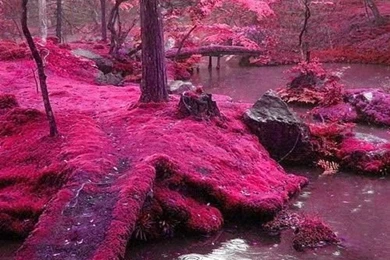 Pink Nature Wallpapers