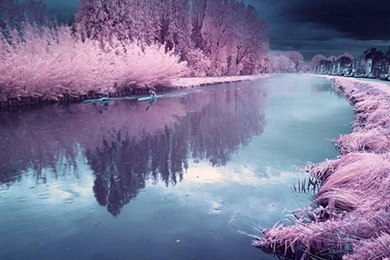 Pink Nature Wallpapers