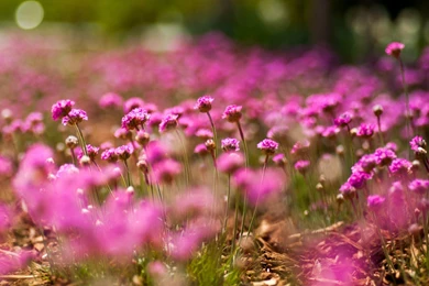 Flowers Macro Pink Field Nature