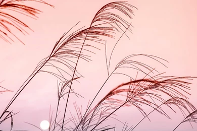 Pink Sky Nature Landscape Wallpapers   2560x1600 Wallpapers Download ...