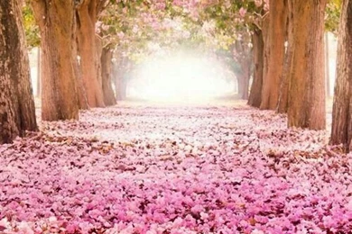 Pink Nature Wallpapers