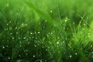 Grass Landscape Backgrounds