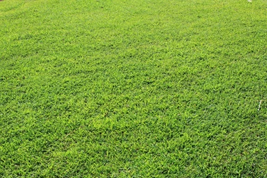 Grass Backgrounds Free Stock Photo HD   Public Domain Pictures