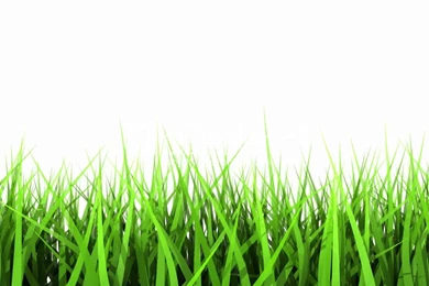10–603810 Green Grass On White Background. Matte Channel.