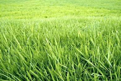 Green Grass Background. The Wallpapers Stock Photo