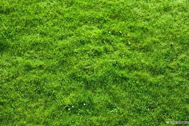Green Grass Backgrounds Wallpapers 1920X1080