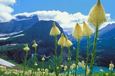 Desktop Wallpapers · Gallery · Nature · Beargrass   National Park ...