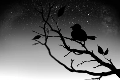 Black Bird HD Desktop Wallpapers : Widescreen : High Definition ...