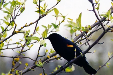 Black Bird Wallpapers   Wallpapers HD Wide