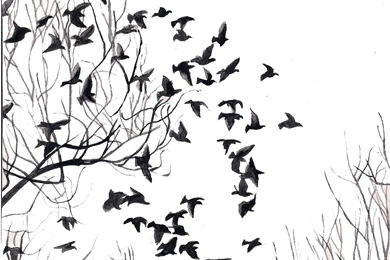 Black And White Birds Black Birds Are Dark Thoughts White Birds ...