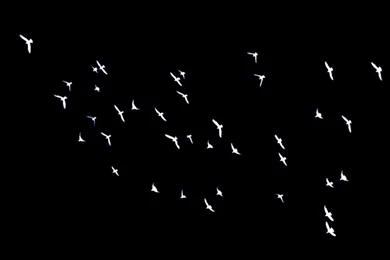 Black And White Backgrounds Birds