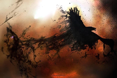 Black Bird Wallpapers