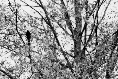 Black Bird Wallpaper 2