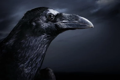 Wallpaper: Bird Wallpapers