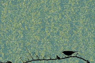 Black Bird Wallpapers