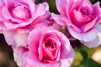 Flower Best Wallpapers 2013