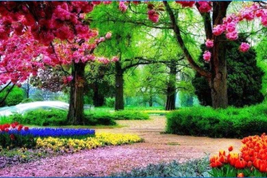 Best HD Flower Wallpapers   Android Apps On Google Play