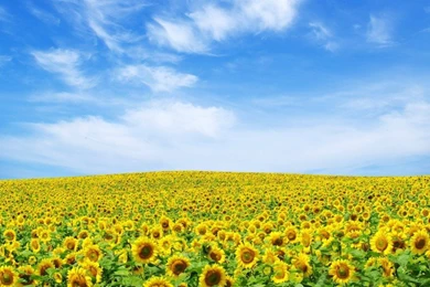 Yellow Flower Wallpapers