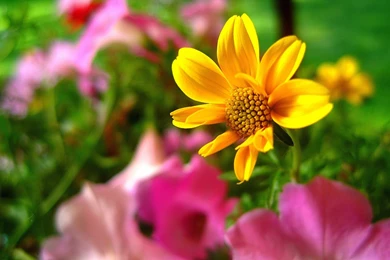 Best Images Of Flowers   Wallpapers HD Fine