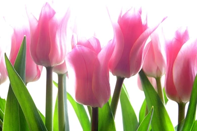 Beautiful Pink Tulips Flowers Wallpapers Best