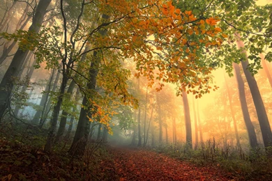 Autumn In The Forest   2880 X 1800 Retina Display Wallpapers