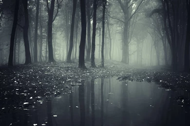 Dark Forest Wallpapers 2156 2880 X 1800   WallpaperLayer.com