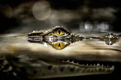 National Geographic Bokeh Alligators Reptiles Animal Image Wallpapers